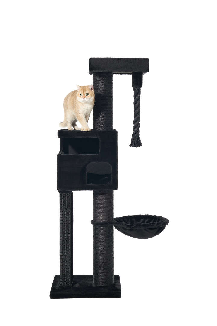 Nobby Kratzbaum Yoan